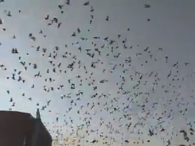 У Легедзиному румуни в якості експерименту випустили в небо 80 тисяч голубів (відео)