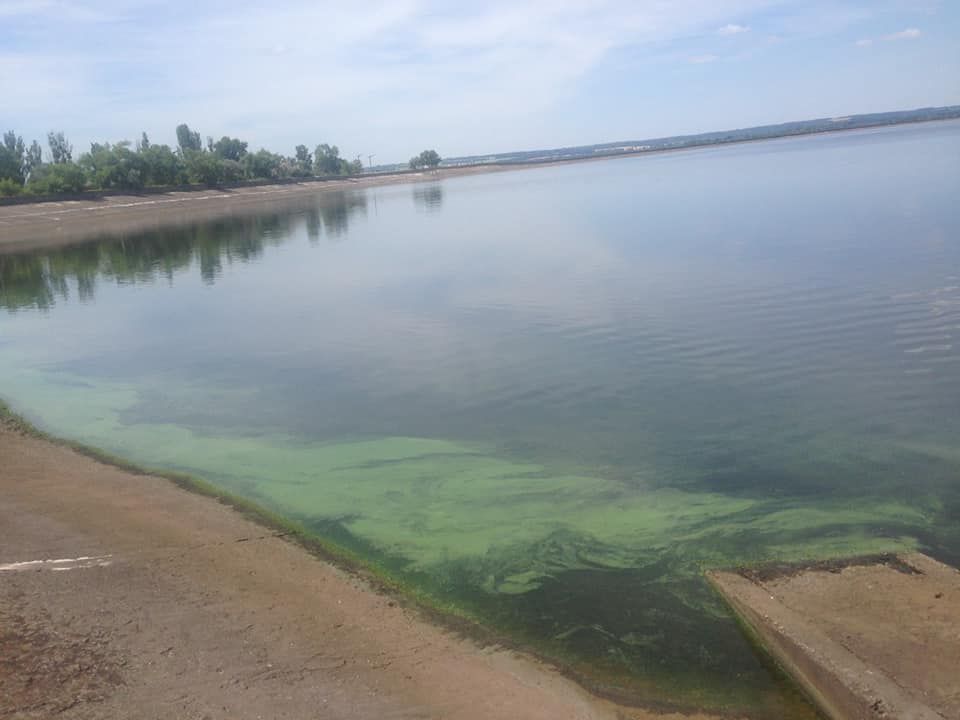 У водосховище в Каневі принесло мертву рибу з Київщини