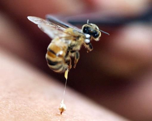У Чаплинці від укусу бджоли помер 39-річний чоловік