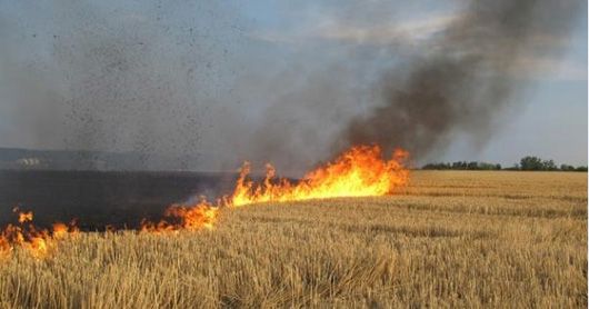 Попри заборону чимало фермерів на орендованих полях продовжують випалювати стерню
