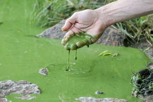 Вода у Дніпрі біля Черкас забруднена органічними сполуками та важкими металами