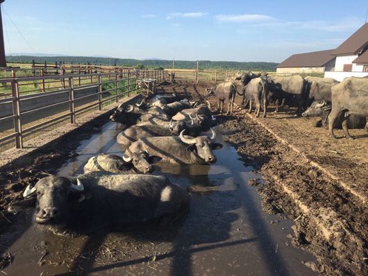 Незворушність карпатського буйвола: як на Закарпатті зібрали найбільшу ферму рогатих велетів