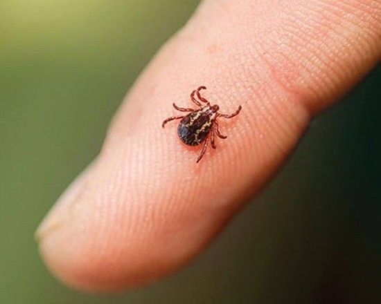 На Хмельниччині півсотні людей заразилися хворобою Лайма