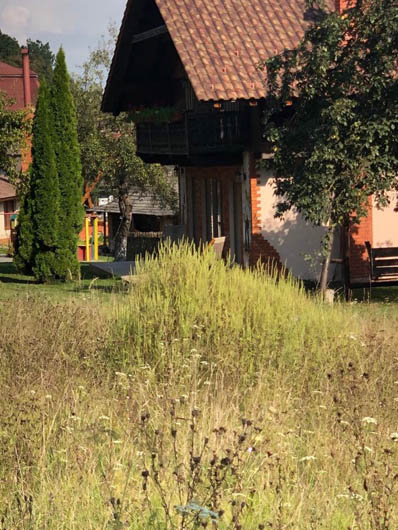 Алерген атакує: зелена амброзія стрімко поширилась по всьому Закарпаттю