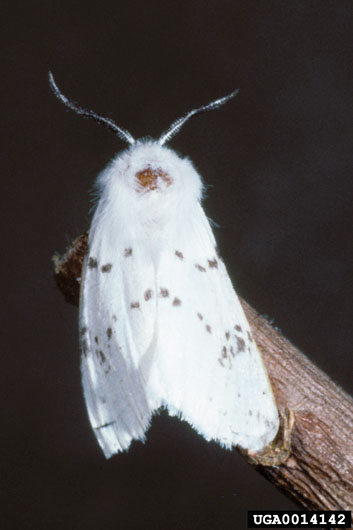 Шкідник наступає: на Рівненщині та Волині поширюється карантинний американський білий метелик