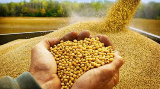 Із липня нинішнього року Україна експортувала понад 13 мільйонів тонн зерна
