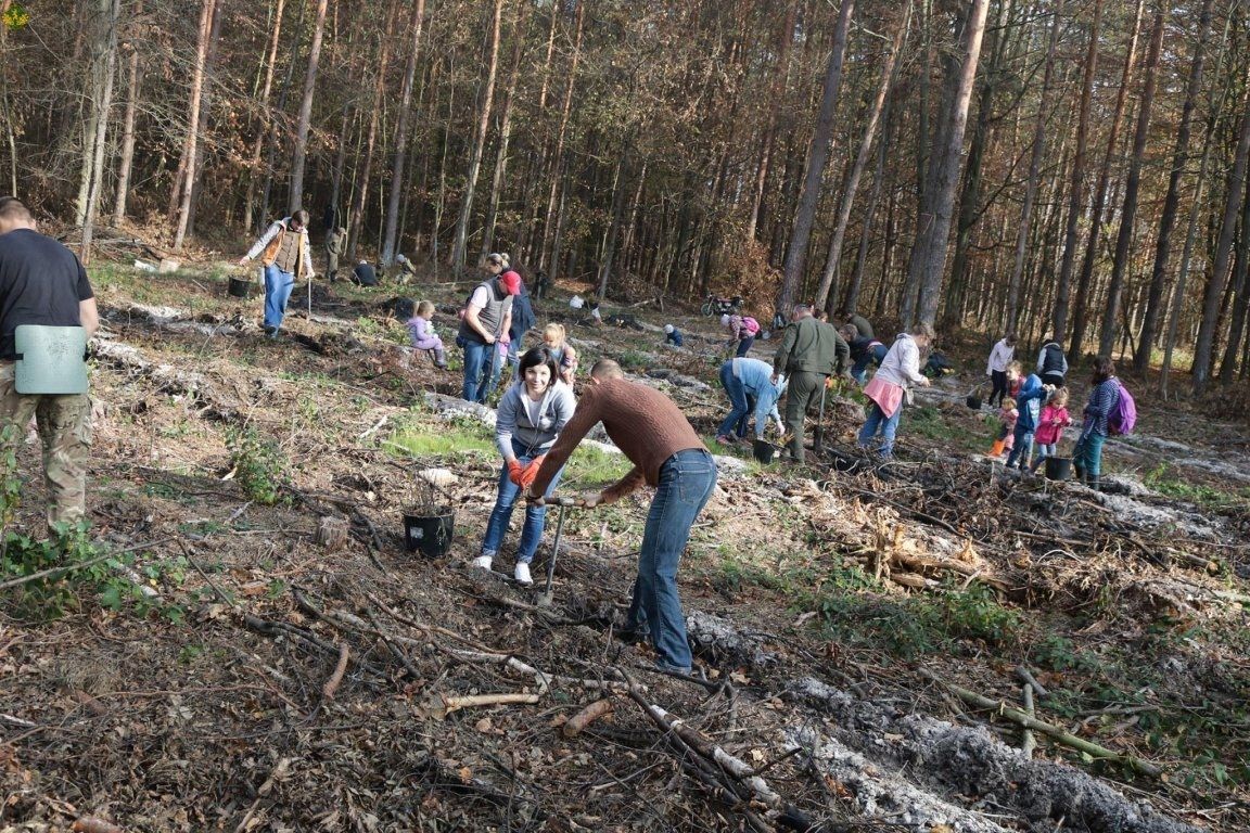 За один день у лісах Львівщини посадили понад 65 тисяч дерев