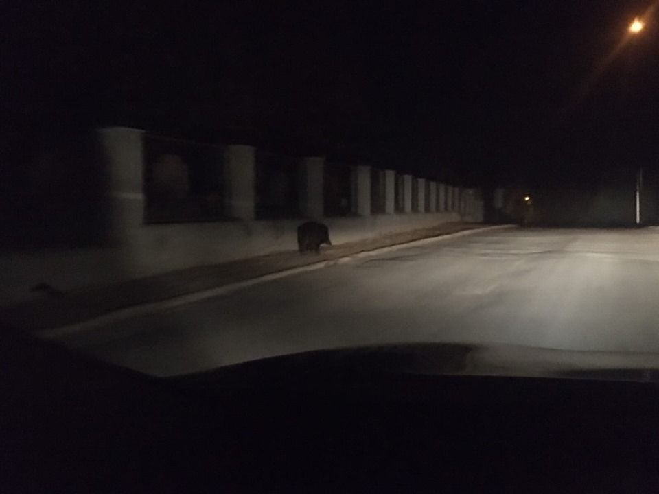 У Чернівцях дикий кабан влаштував переполох (Відео)