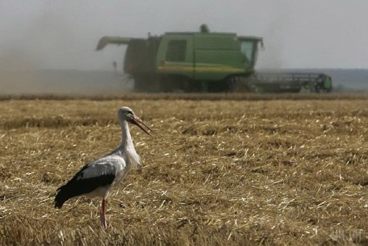 У Мінекономрозвитку назвали вартість гектара української землі