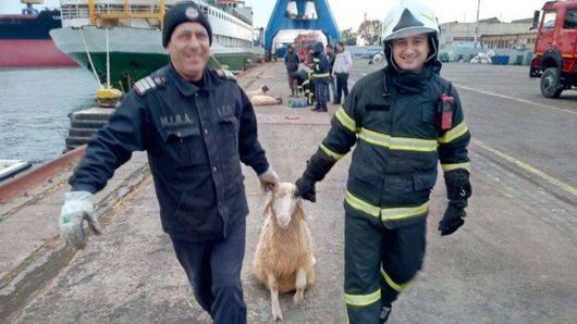 У Чорному морі перекинулося вантажне судно з майже 15 тисячами овець