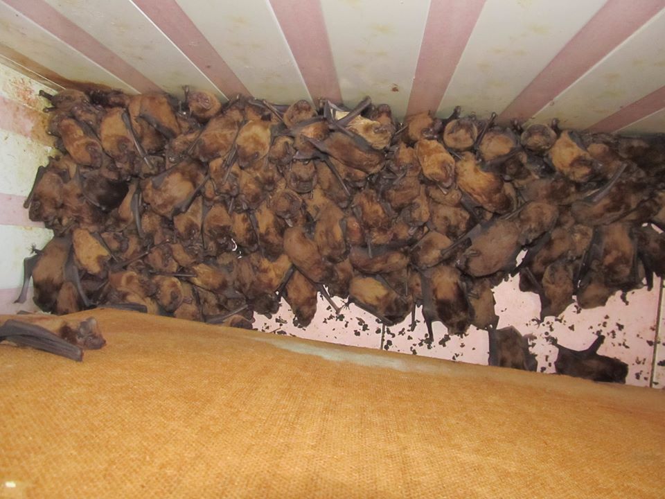 У Слов’янську в пологовому будинку знайшли 204 кажани