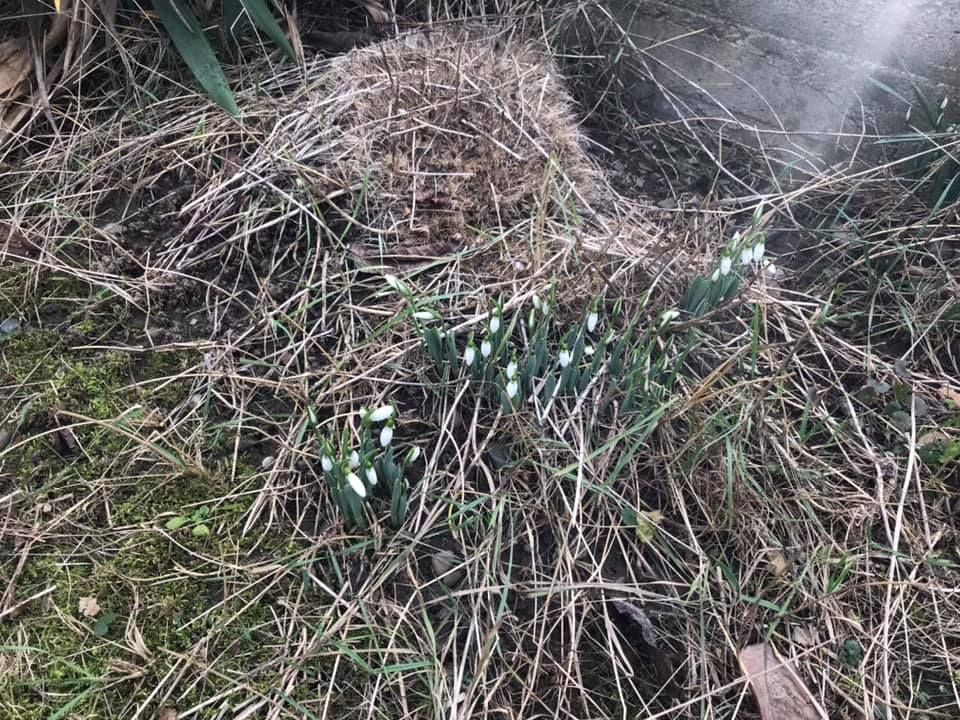 На Закарпатті зацвіли підсніжники (фото)
