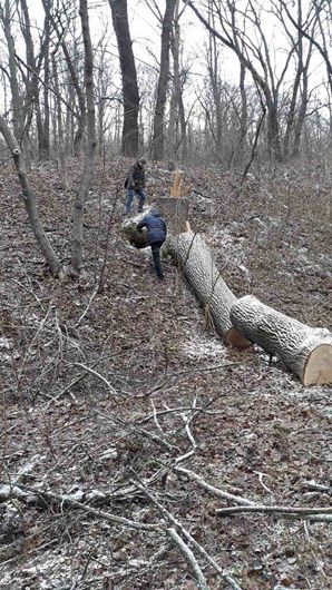 У черкаському урочищі «Довжик» вирубали столітні дуби на 800 тисяч гривень