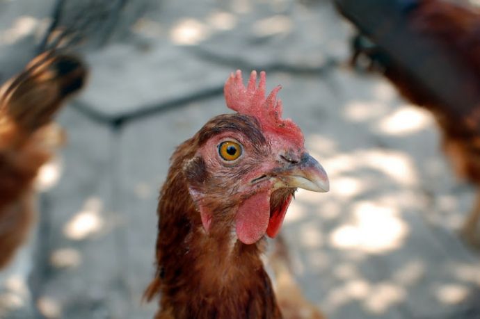 Пташиний грип: ЄС заборонив ввезення української курятини
