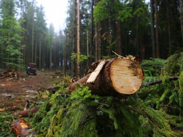 Верховна Рада ухвалила закон щодо інвентаризації лісів в Україні
