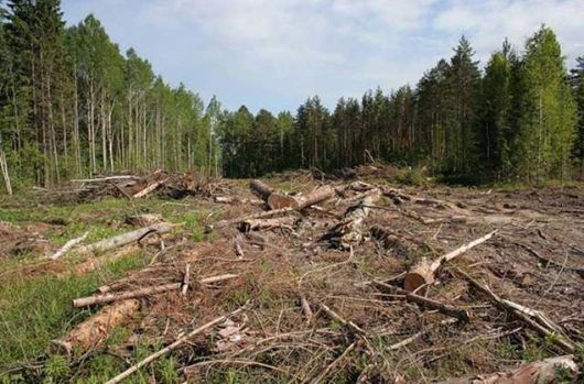 Справа «Чорного лісоруба»: Державна екоінспекція підтвердила незаконність вирубок у Гутянському лісгоспі на Харківщині