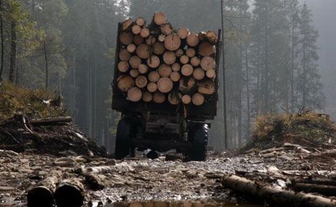 Фірма сина Луценка фігурує у справі ДБР про контрабанду лісу – ЗМІ