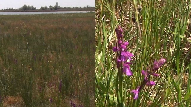 На Миколаївщині попри посуху розквітло найбільше в Європі поле диких орхідей