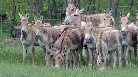 У заповіднику «Асканія-Нова» народились 150 сагайчат, 9 бізонів та чарівне верблюденя