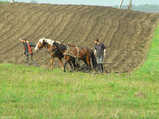 «Чорне» зерно: майже 30% сільськогосподарських земель в Україні обробляють нелегально