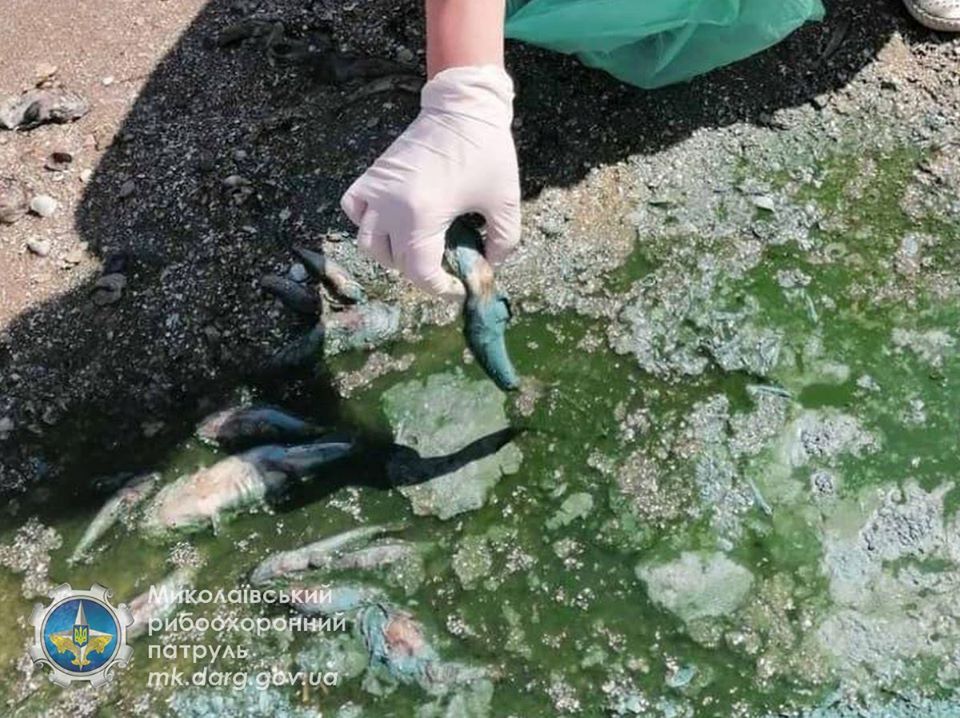 На Бузькому лимані під Миколаєвом виявили масовий замор риби, фото