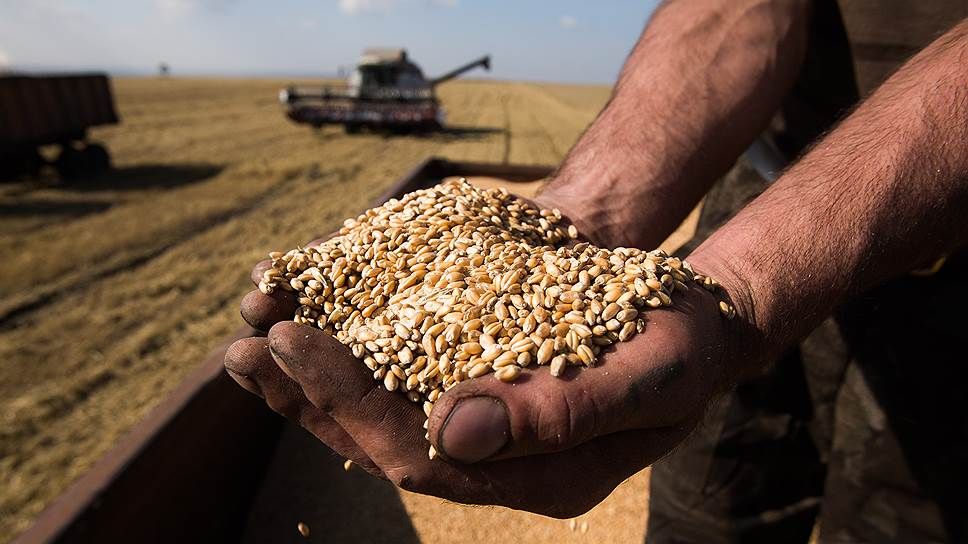 Україна очікує менший за минулорічний урожай зерна: експорт заупиняти не планується