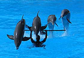 «Моржа» відбили у дельфінів