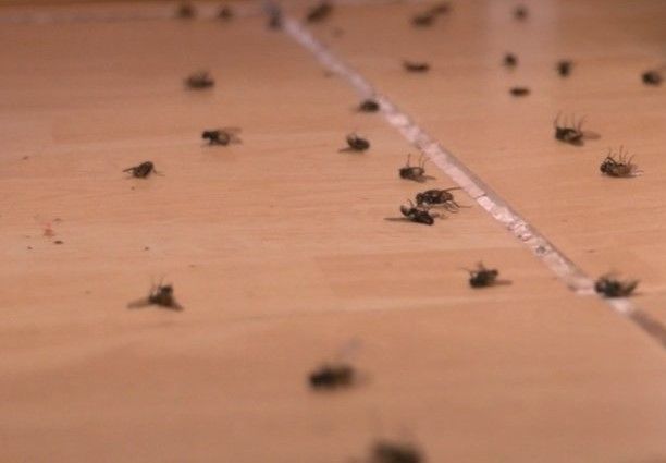 Мешканці трьох сіл Черкащини потерпають від мух
