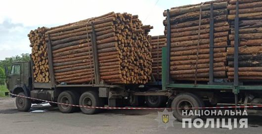 Сокира під «дахом»: чорні лісоруби й далі безкарно перетворюють Харківщину на пустелю
