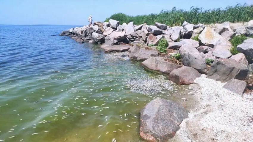 У Нікополі на Дніпропетровщині масовий мор риби