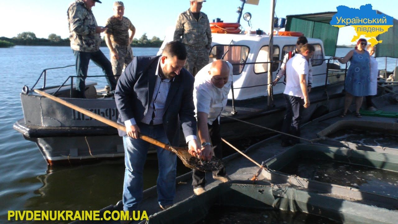 На Херсонщині випустили у Дніпро понад півтора мільйона мальків «царської» риби
