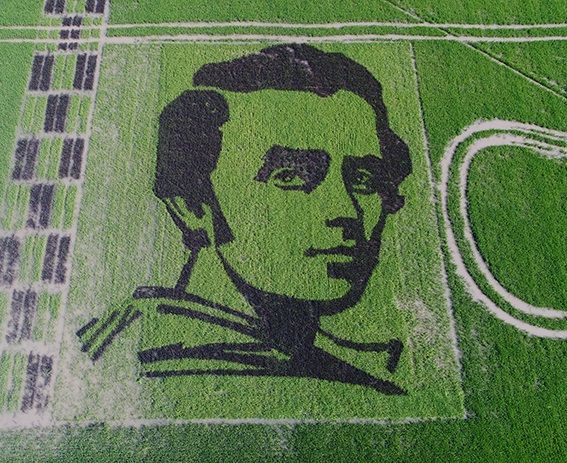На Херсонщині створили найбільший портрет Кобзаря на рисовому полі