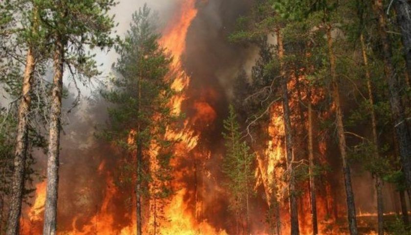 Кількість лісових пожеж в Україні за рік збільшилася втричі