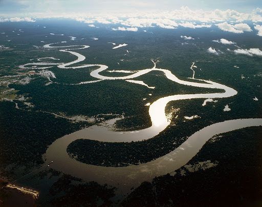 Найбільші легені планети: лісам Амазонії загрожує зникнення через пожежі