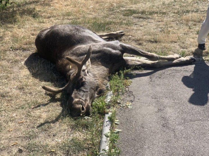 У Голосіївському районі Києва автомобіль збив 500-кілограмового лося, фото, відео