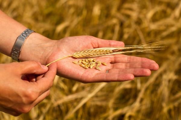 В Україні знизили прогноз урожаю зернових: наразі втрати становлять два мільйони тонн