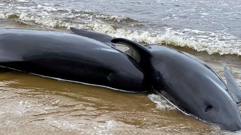 На берег Тасманії викинулися і загинули 400 дельфінів, відео