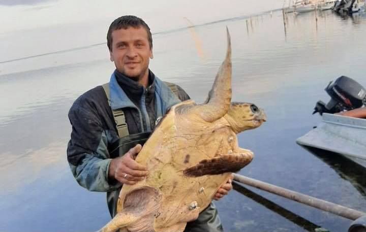 На чорноморському узбережжі Скадовська зловили гігантську океанічну черепаху