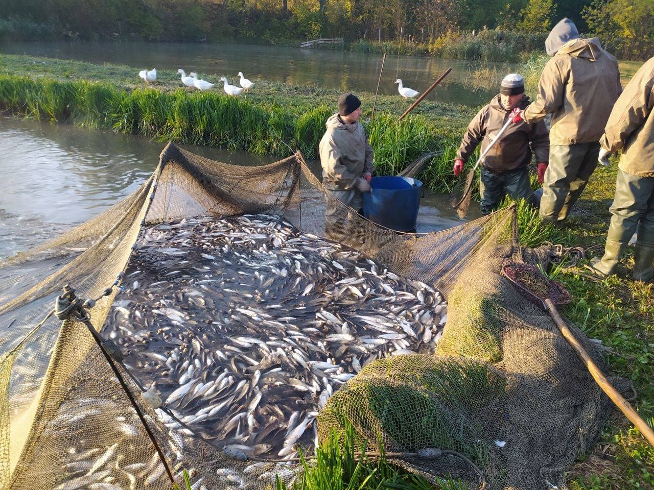 Очищуватимуть Дніпро: у Кременчуцьке водосховище заселили майже 6 тонн мальків товстолоба