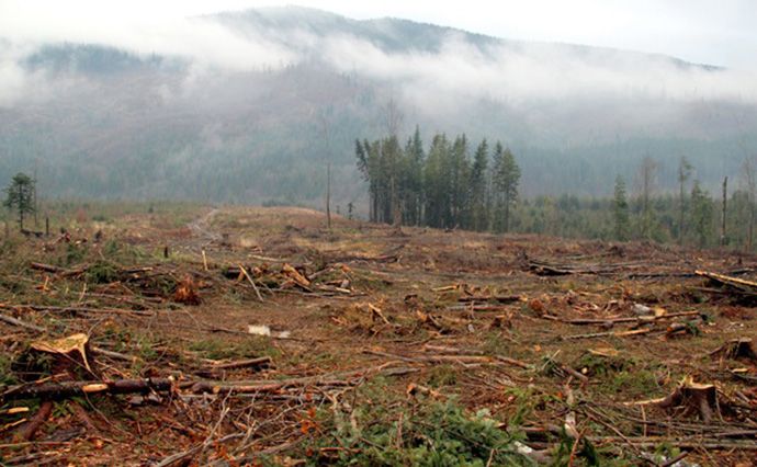 Фокус iз кругляком: чому у Карпатах досі тривають незаконні вирубки лісу