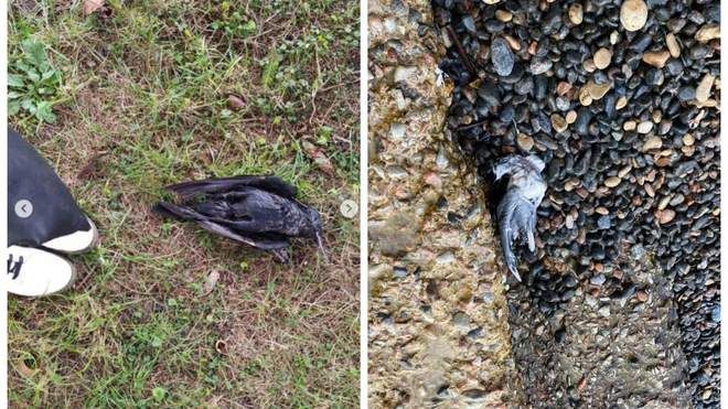 Наслідки феєрверків: мертві птахи та тварини в Україні