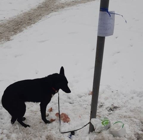 У Львові чоловік прив'язав собаку до стовпа й лишив помирати на морозі