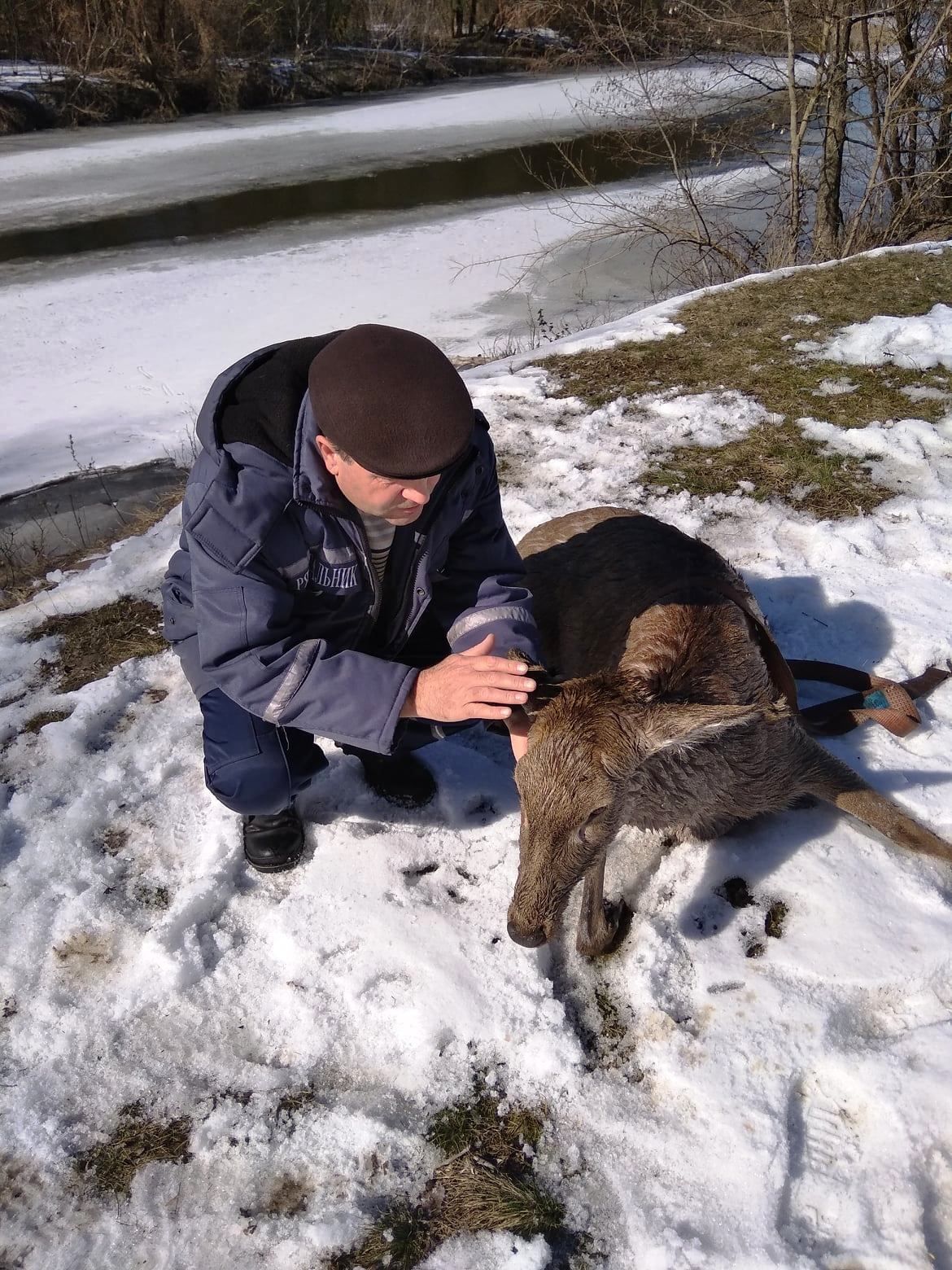 На Полтавщини врятували оленицю з оленям і птаха