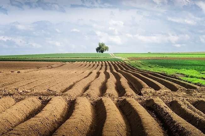 Уряд Шмигаля хоче скасувати право українців на безкоштовні 2 гектари землі