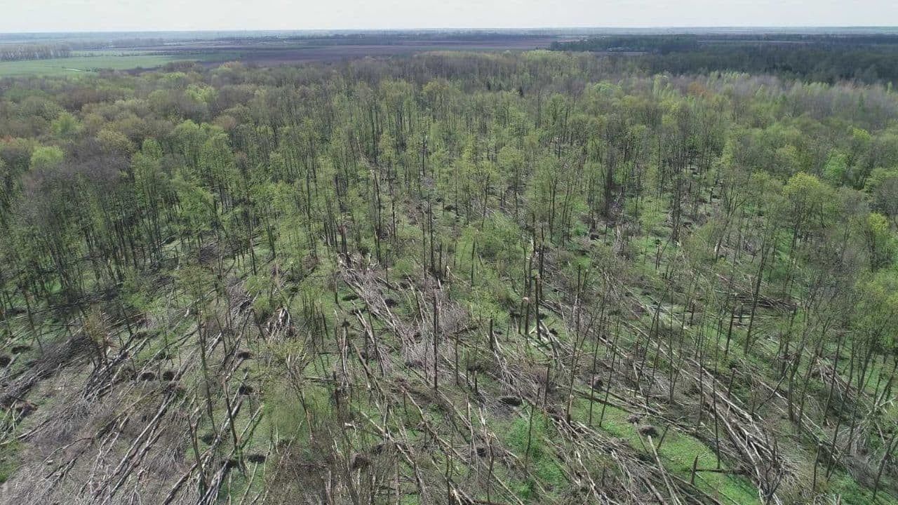 Під Новоград-Волинським смерч пошкодив 20 гектарів лісу