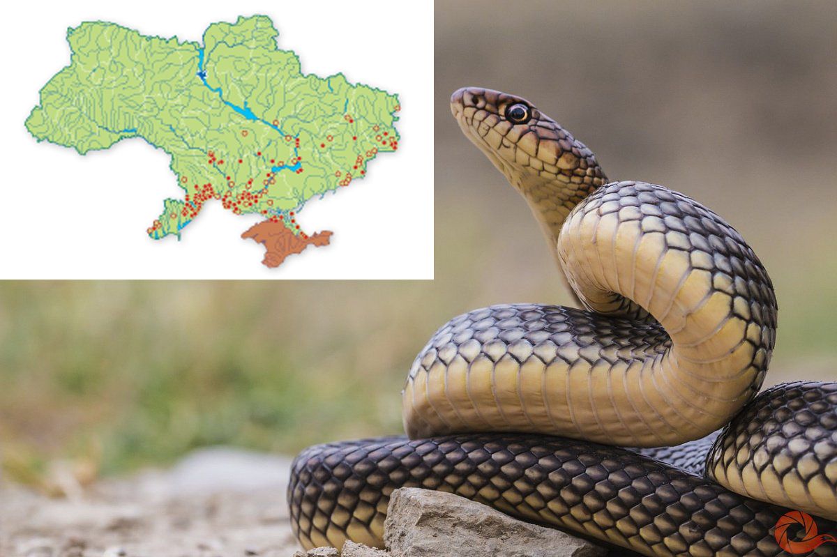 Співробітники Національного природного парку «Нижньодніпровський» впіймали двометрову зміюку