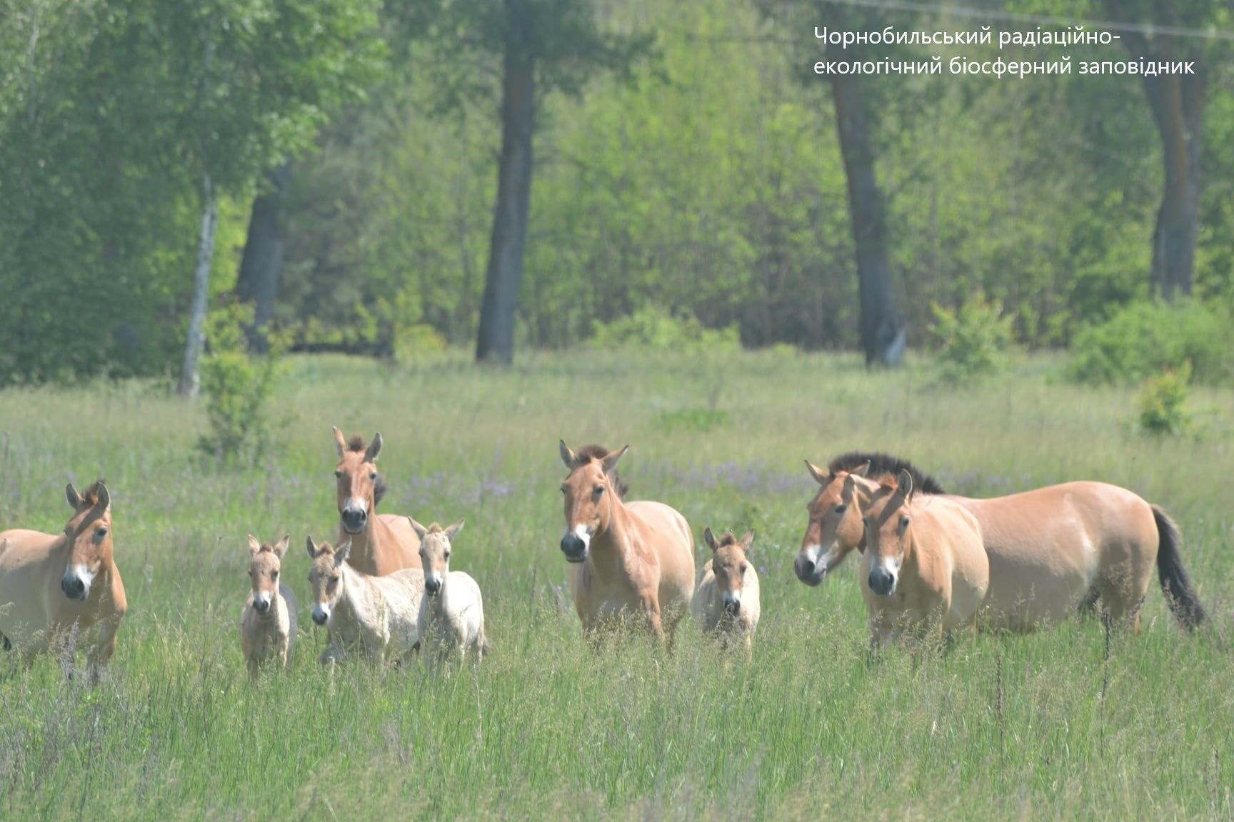 У  Чорнобильській зоні помітили табун рідкісних коней Пржевальського з лошатами