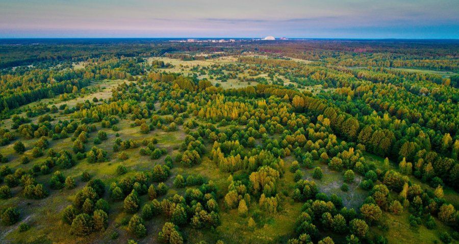 Чорнобиль став зоною чорних лісорубів