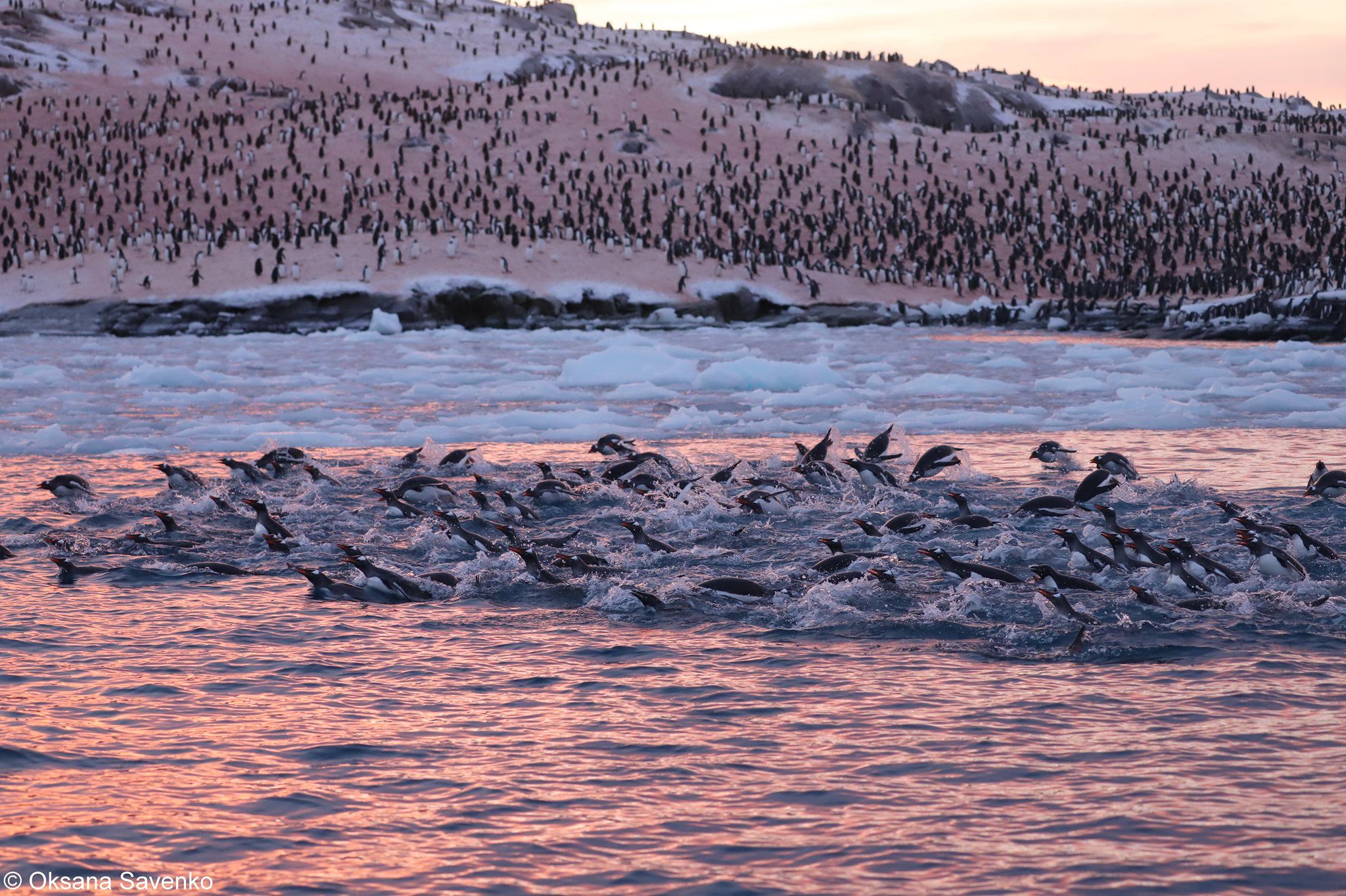 Тисячі пінгвінів скупчились біля полярної станції «Академік Вернадський», фото