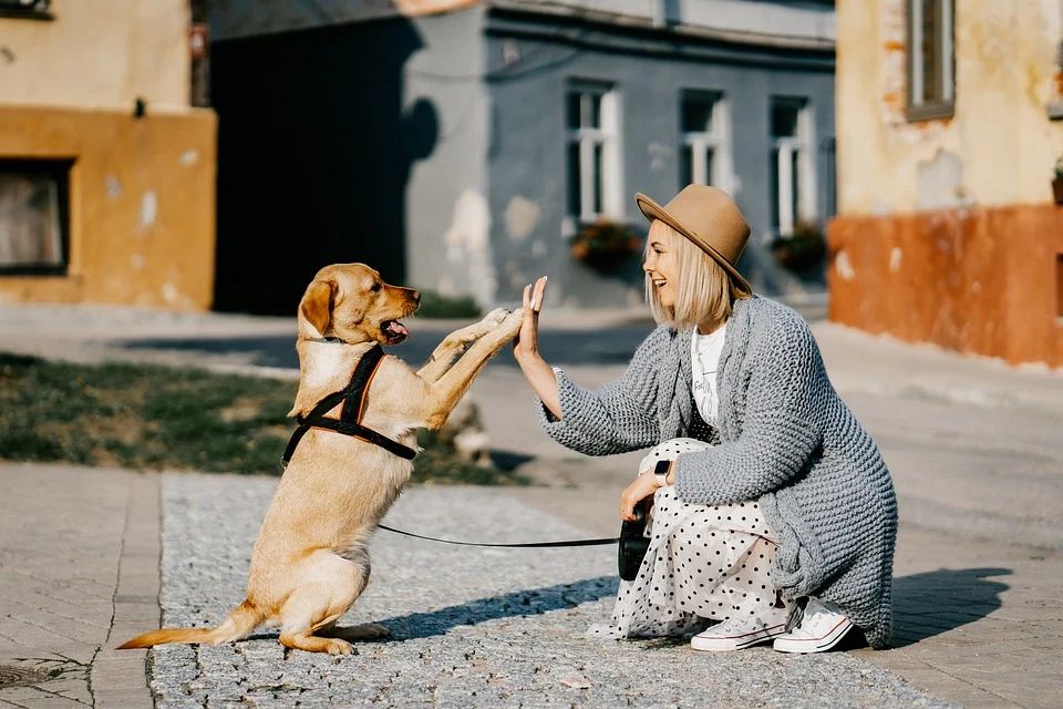 Собаки розпізнають людську брехню – Віденський університет